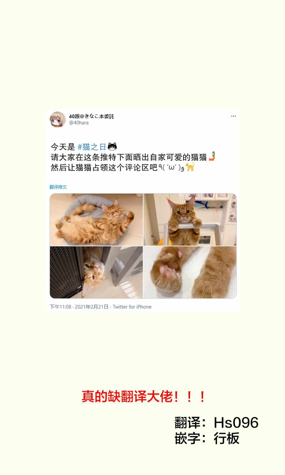 我家的貓貓 雜圖10